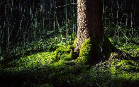 Beautiful Tree Macro On Forest Wallpapers Hd Desktop And Mobile