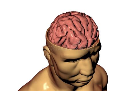 Human Brain Inside Head Stock Illustration Illustration Of Biology