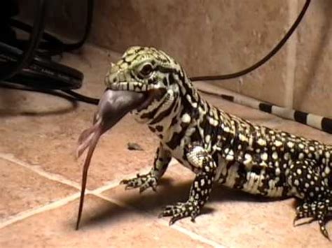 This makes it suitable for many types of projects. Argentine Black and White Tegu Shedding and eating a Fuzzy ...