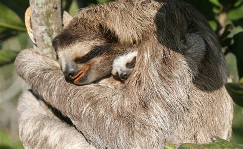 Nature A Sloth Named Velcro Kpbs Public Media