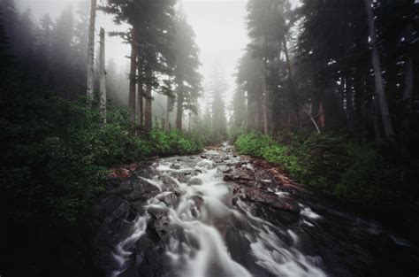 River Coursing Through Foggy Forest Photograph By Danielle D Hughson