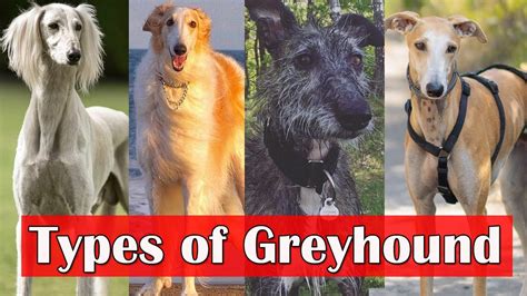 Types Of Greyhound 8 Surprising Types Of Greyhound Dog Breeds Youtube