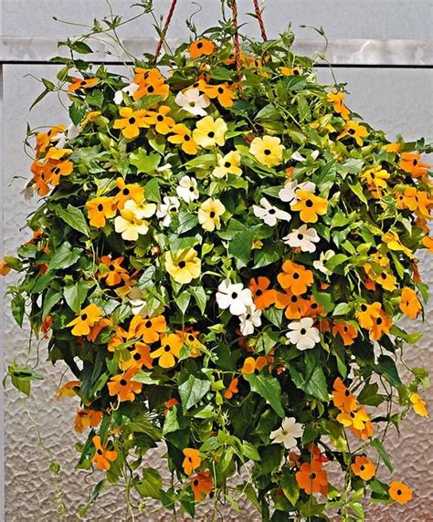 5 Gorgeous Climbers And Creeper Plants For Balconyentrance Garden