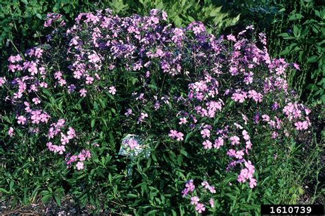 Smooth Phlox Phlox Glaberrima