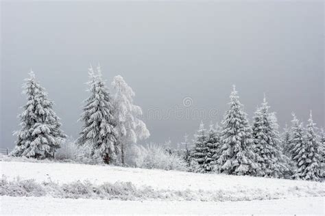 Winter Wonderland Forest Stock Photo Image Of Outdoor 127976628