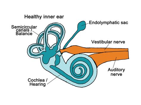 Ear Anatomy Veda