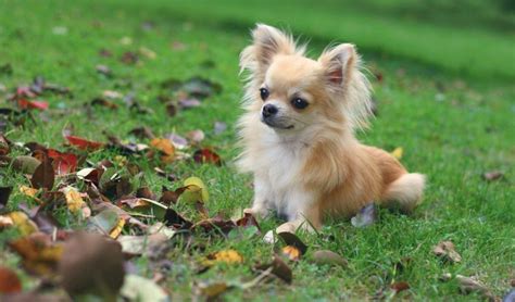 Chihuahua Dog Breed Information Characteristics And Fun
