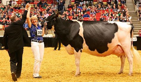Jersey Named World Dairy Expo Supreme Champion Farm And Dairy