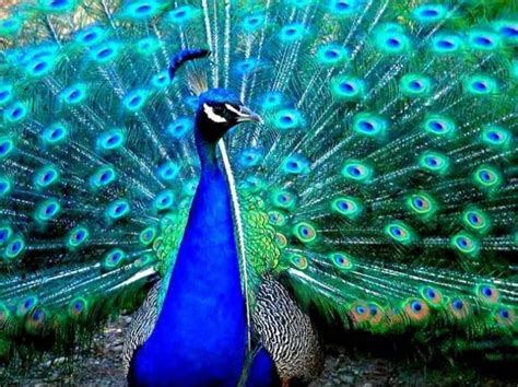 The Most Beautiful And Colorful Photographs Of Peacocks