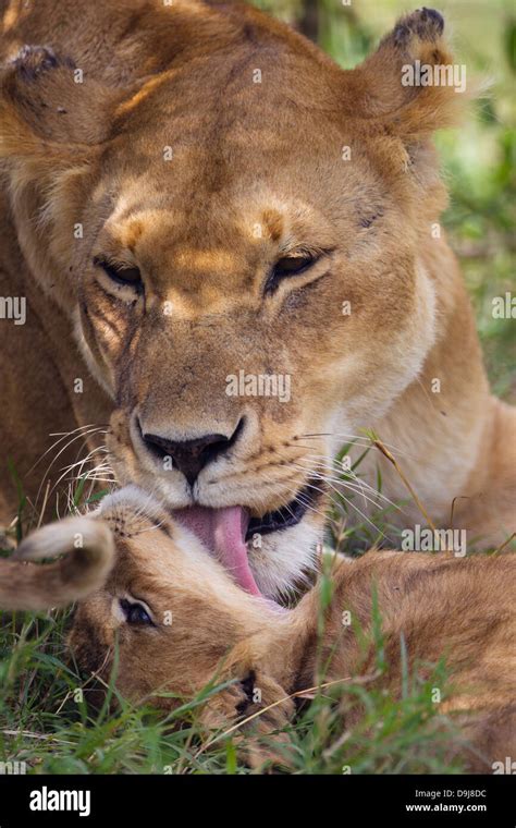 Baby Lion Mother Hi Res Stock Photography And Images Alamy
