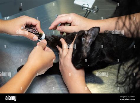 Placing An Intravenous Catheter In A Sedated Cat Before Surgery By A