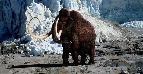 A New Company With A Wild Mission Bring Back The Woolly Mammoth With 15 Million In Private