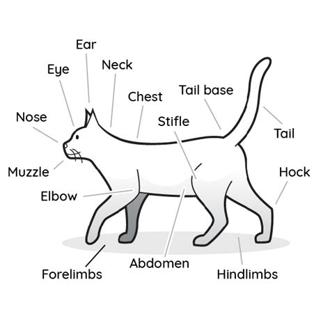 Vetcheck Annotated Cat Body Diagram