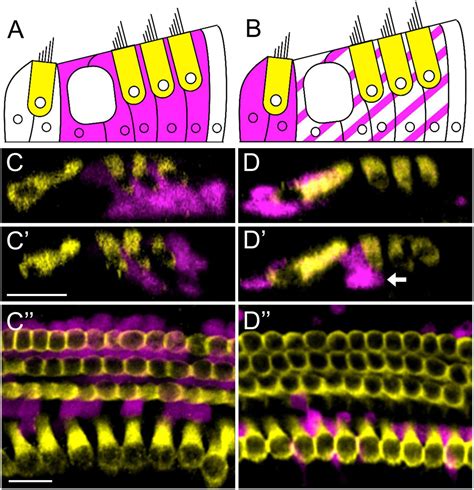 Frontiers Regenerated Hair Cells In The Neonatal Cochlea Are