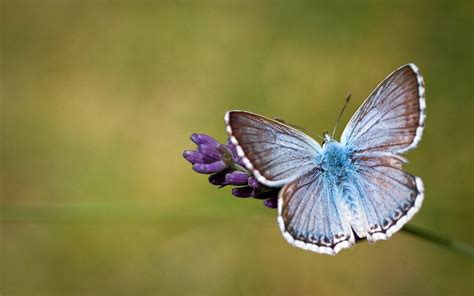 49 Bing Butterfly Wallpapers For Computer On Wallpapersafari