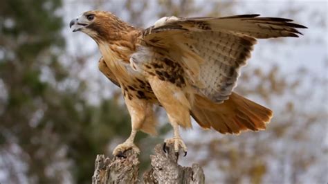 Red Tailed Hawk Sound Call And Screech Youtube