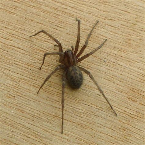 Common House Spider Naturespot