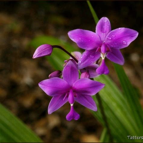 Пин от пользователя Irina Orlova на доске Цветыflowers Цветы Флора