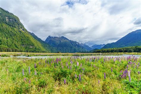 Meadow With Lupins On A River Between Mountains New Zealand 48 Stock