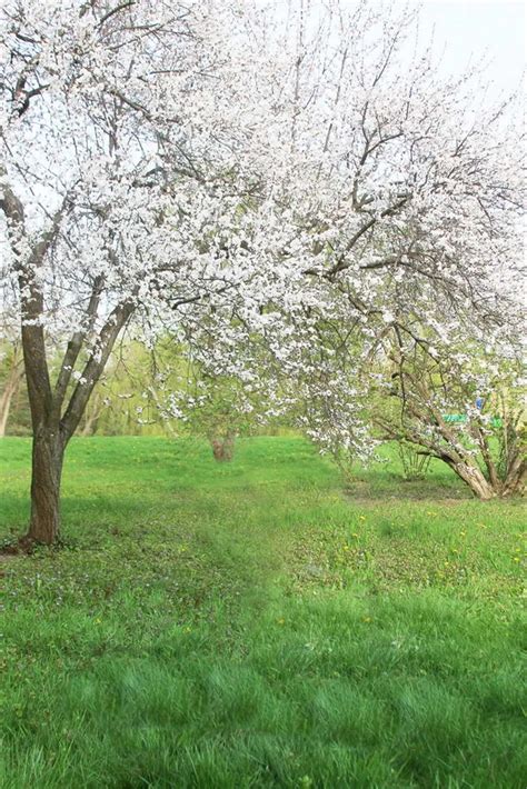 Outdoor Spring Scenic Photography Backdrops Digital Printed Pear Tree