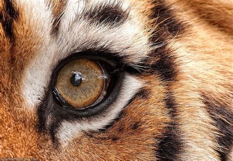 Tiger Eye Глаза тигра Животные Фотографии животных