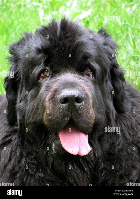 Portrait Of Newfoundland Dog Stock Photo Alamy