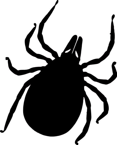 Tick Insect Png Transparent Image Download Size 580x720px