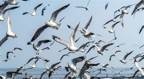 Why Do Birds Migrate Brainfeed Magazine