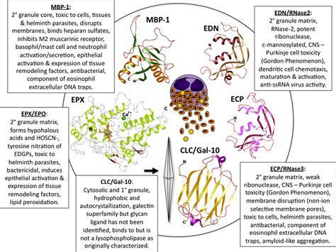 Structural Representations Of The Human Eosinophil Granule Proteins