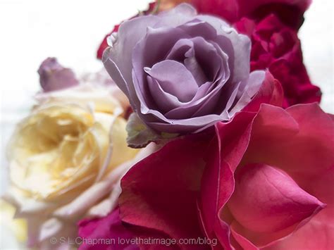 Garden Rose Bouquet Saras Fave Photo Blog