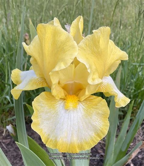 Intermediate Bearded Iris Iris Miles Of Smiles In The Irises