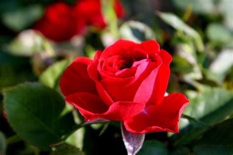 Kostenlose Bild Roten Rosebud Öffnungs Blumen Blüten