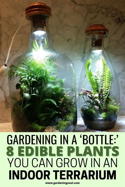 Use a terrarium to continue growing your cactus during the cold weather months. Gardening In A 'Bottle:' 8 Edible Plants You Can Grow In ...