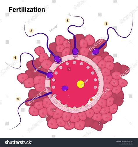 Human Fertilization Process Union Human Egg Stock Vector Royalty Free