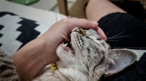 Petting Aggression In Cats What It Is And How To Stop It Unianimal