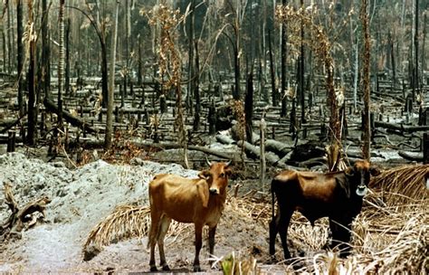 What Animals Are Losing Their Homes Due To Deforestation