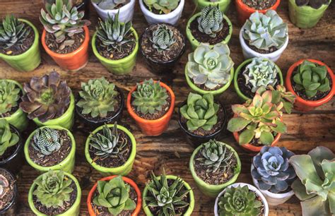 This family of plants included cactuses, aloe plants, echeveria, jade plants, snake plants, etc. Sydney Succulents - Assorted Varieties - Succulent Gift