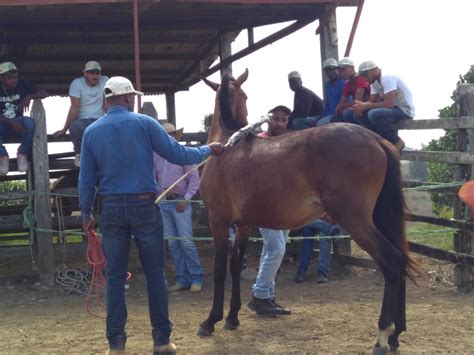 Trabalhador Rural Amansador De Cavalos