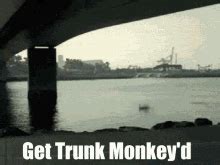 Trunk Monkey Trunk Monkey Discover Share GIFs