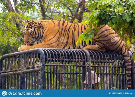 Tiger Feeding Captive Tiger Behind A Fence Eating Meat Off A Fork Fed