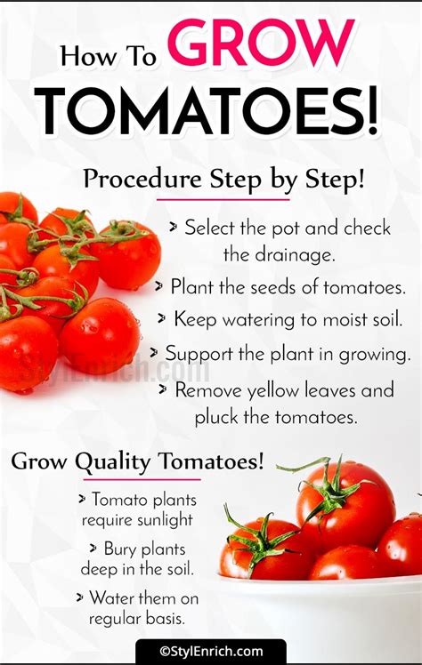 How To Grow Tomatoes Lets See Step By Step Procedure