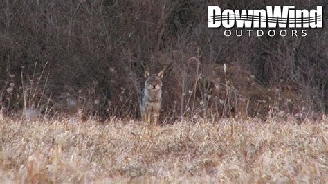 Eastern Coyote Hunting Busted To Dusted Downwind Outdoors Youtube