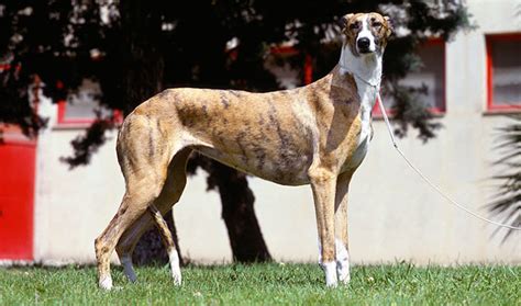 spanish greyhound galgo espanol info temperament puppies pictures
