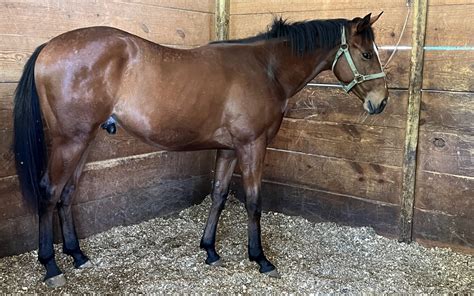 How Big Does A Horse Stall Need To Be And Why 3 Examples