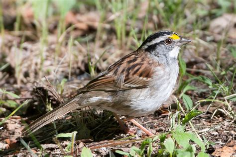 White Throated Sparrow Birds And Blooms