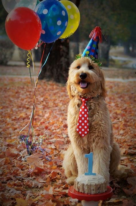 For many, it's important to do something in honor of their you can certainly celebrate your dog's birthday in a fun and meaningful way without going overboard. 7 Amazing Ideas To Celebrate Your Dog First Birthday