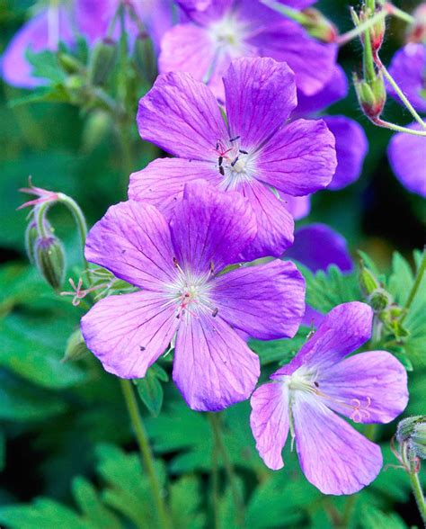 It makes things go much quicker (and easier)! 25 Top Easy-Care Plants for Midwest Gardens | Easy care ...