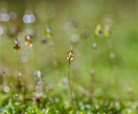 Closeup Moss Forest Drop Water Stock Photo Image Of Spring Colorful