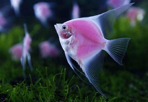 Pink Fish 33712 Goldfish Animal Angel Fish Pink Fish Beautiful Fish