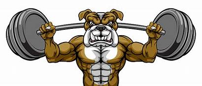 Kropp Costruttore Maskottchen Bulldoggen Gewichtheben Barbell Lyftande